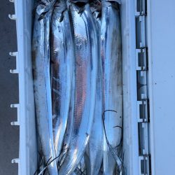 フィッシング　キッタカ 釣果