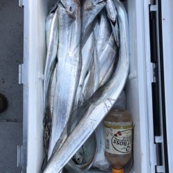 フィッシング キッタカ 釣果