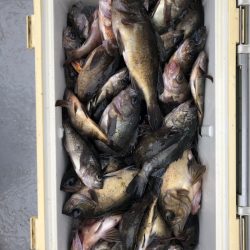 フィッシング　キッタカ 釣果