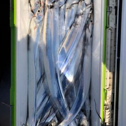 フィッシング キッタカ 釣果