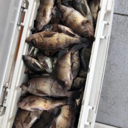 フィッシング　キッタカ 釣果