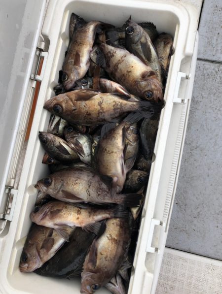 フィッシング　キッタカ 釣果