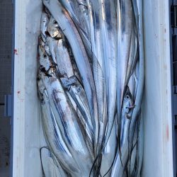 フィッシング キッタカ 釣果