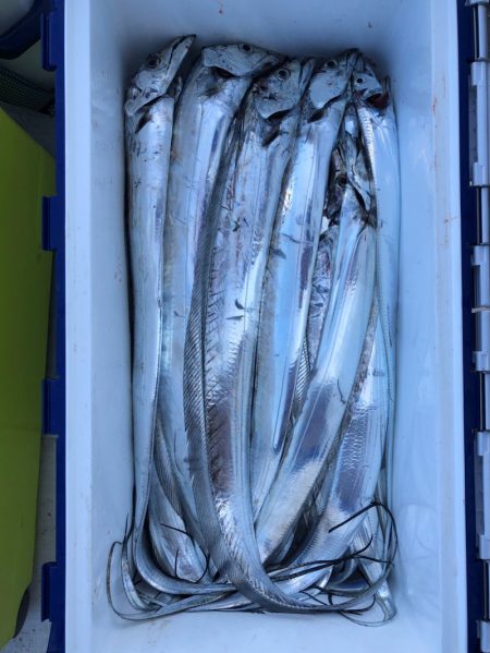 フィッシング キッタカ 釣果