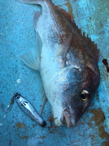ぽん助丸 釣果