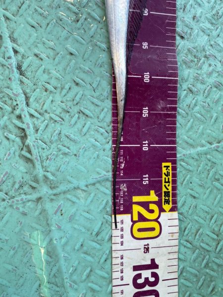 ヤザワ渡船 釣果