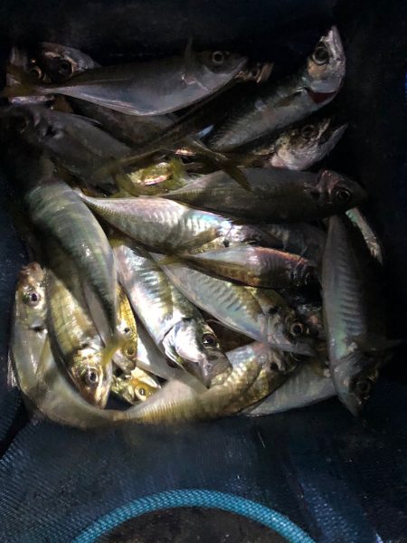 ヤザワ渡船 釣果