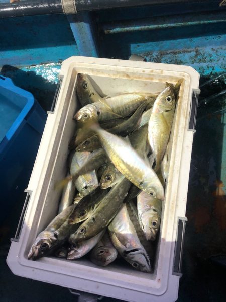 ヤザワ渡船 釣果