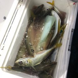 ヤザワ渡船 釣果