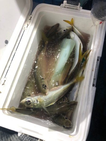 ヤザワ渡船 釣果