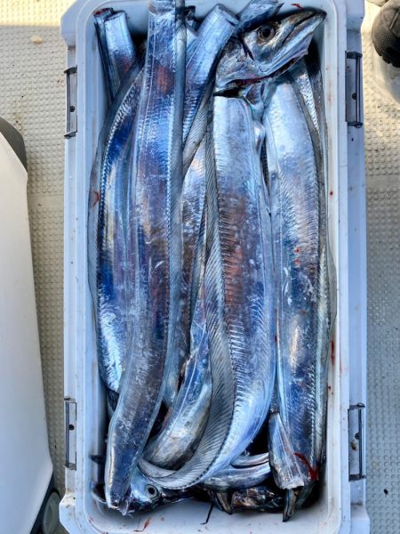 フィッシング キッタカ 釣果