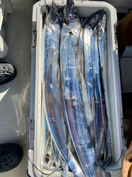 フィッシング キッタカ 釣果