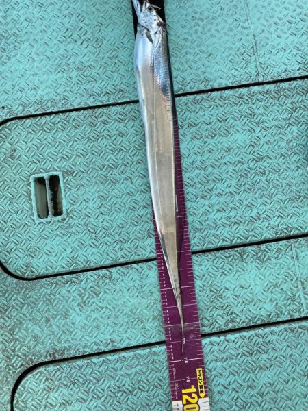 ヤザワ渡船 釣果