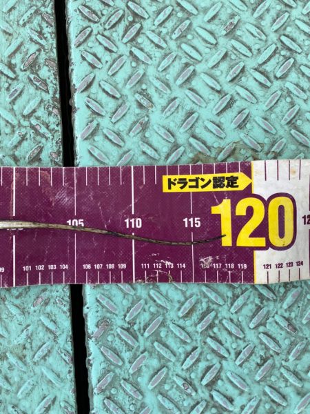 ヤザワ渡船 釣果