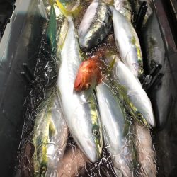 第二八坂丸 釣果