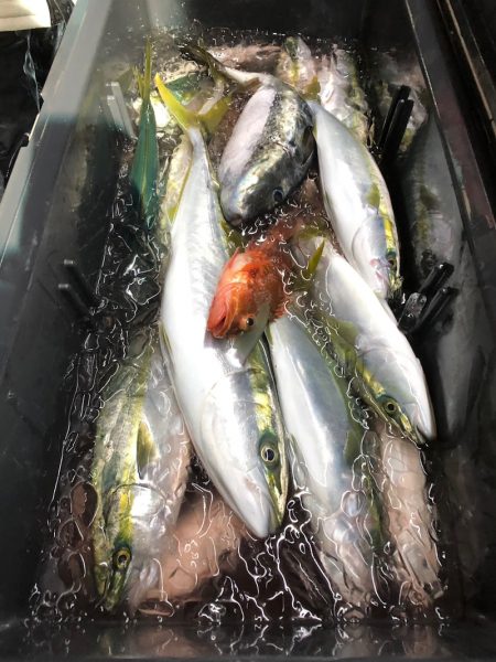 第二八坂丸 釣果