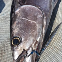 渡船屋たにぐち 釣果