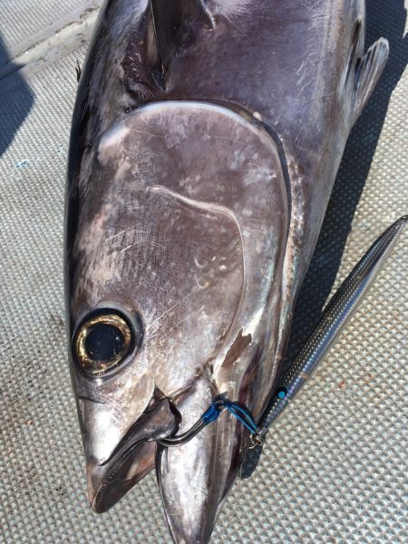 渡船屋たにぐち 釣果