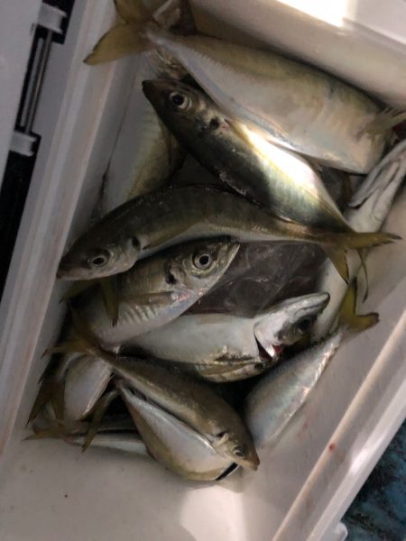 ヤザワ渡船 釣果