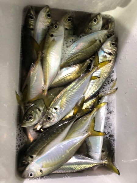 ヤザワ渡船 釣果