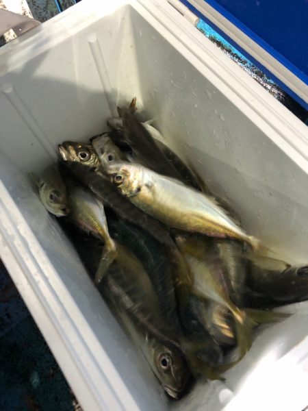 ヤザワ渡船 釣果