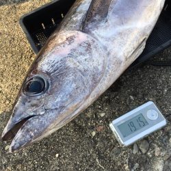 渡船屋たにぐち 釣果