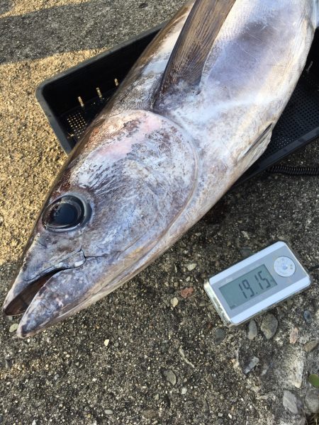 渡船屋たにぐち 釣果