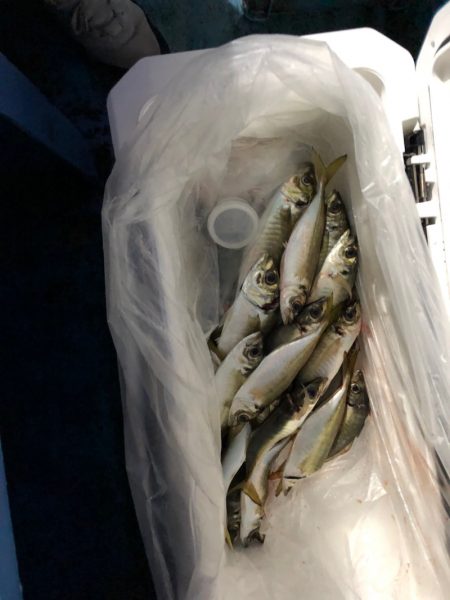 ヤザワ渡船 釣果