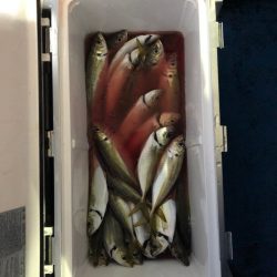 ヤザワ渡船 釣果