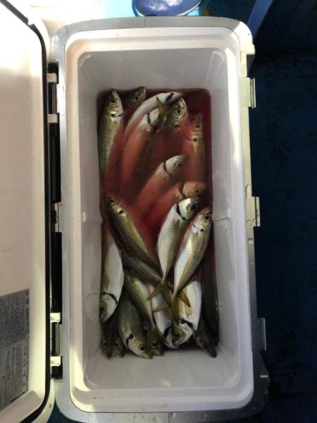 ヤザワ渡船 釣果