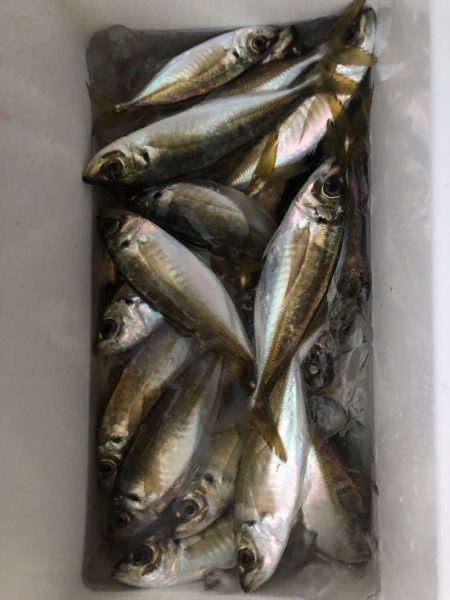 ヤザワ渡船 釣果