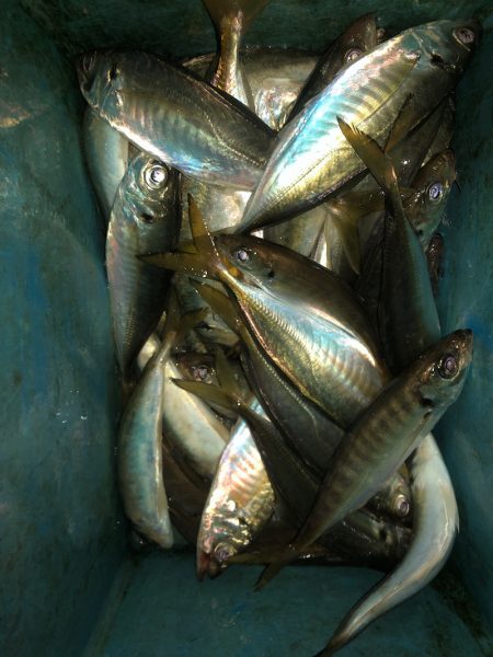 ヤザワ渡船 釣果