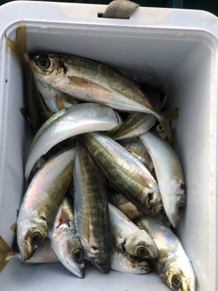 ヤザワ渡船 釣果