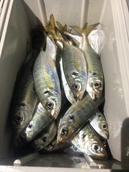 ヤザワ渡船 釣果