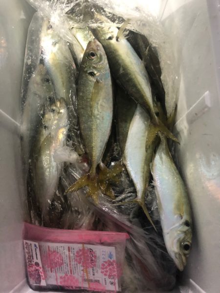 ヤザワ渡船 釣果