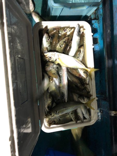 ヤザワ渡船 釣果