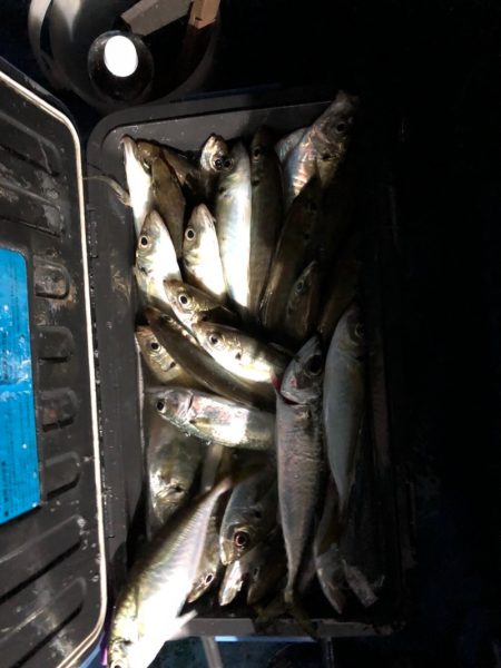 ヤザワ渡船 釣果