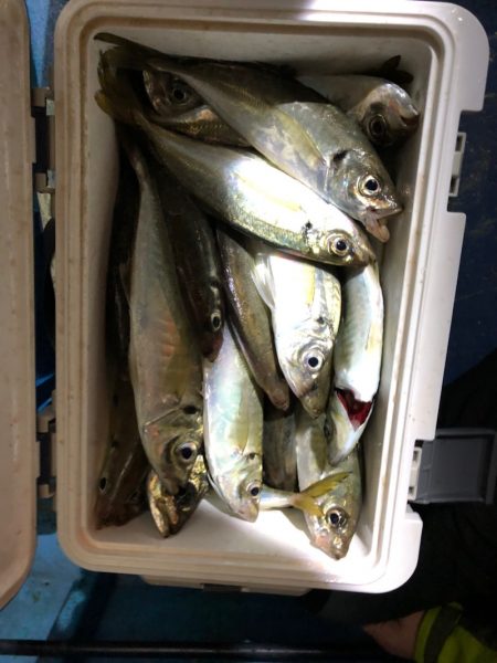 ヤザワ渡船 釣果