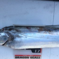 フィッシング　キッタカ 釣果