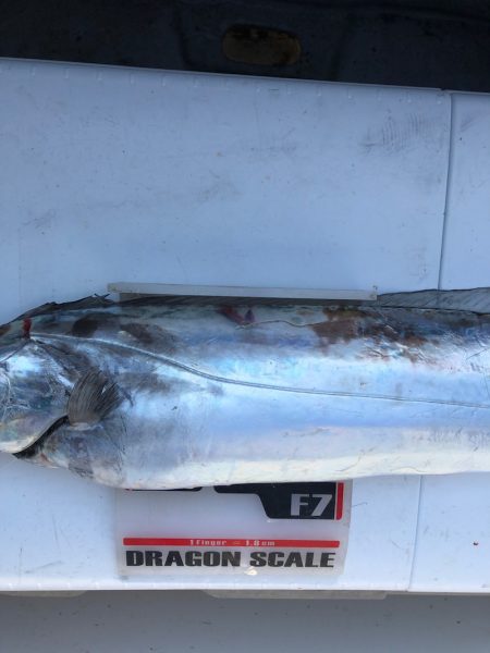 フィッシング　キッタカ 釣果