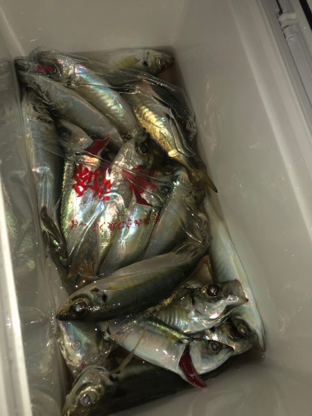 ヤザワ渡船 釣果