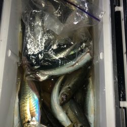 ヤザワ渡船 釣果