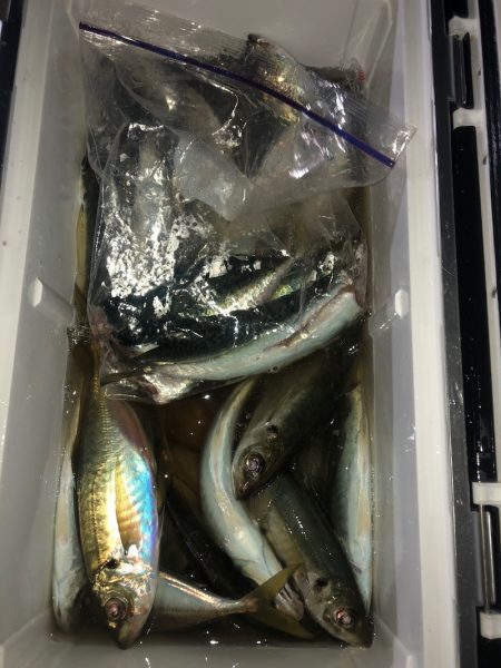 ヤザワ渡船 釣果