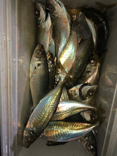 ヤザワ渡船 釣果