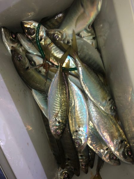ヤザワ渡船 釣果