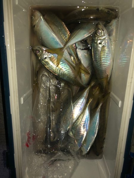 ヤザワ渡船 釣果