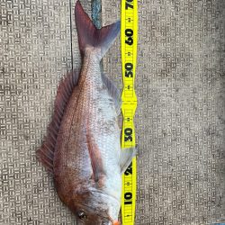 龍神丸(鹿児島) 釣果