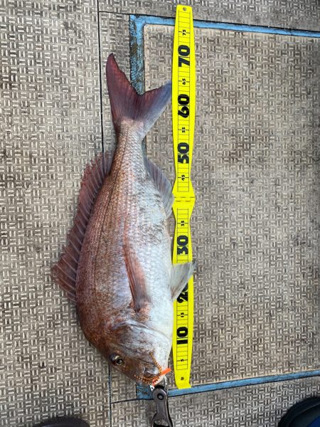 龍神丸(鹿児島) 釣果