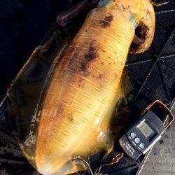 渡船屋たにぐち 釣果