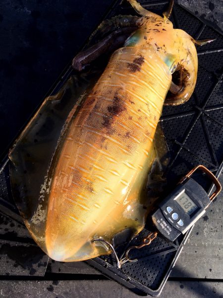 渡船屋たにぐち 釣果